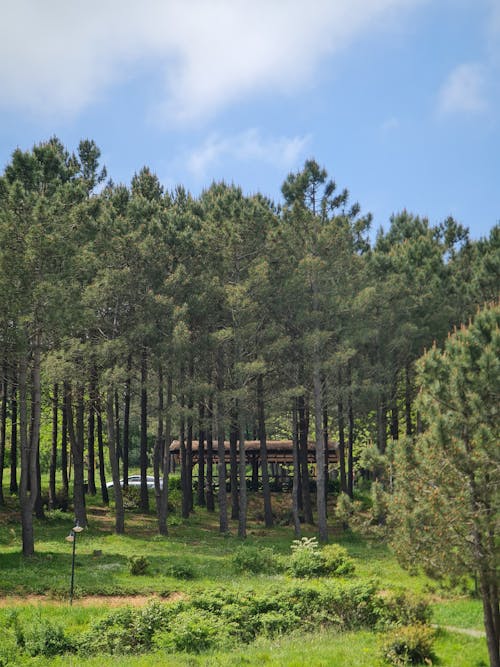 A cabin in the woods surrounded by pine trees
