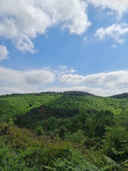 A view of a green hillside with trees