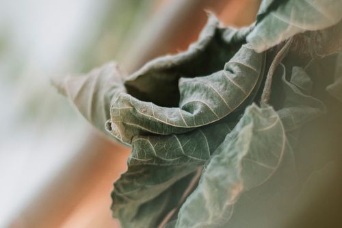 Free Detail of textured green leaves captured outdoors with natural sunlight. Stock Photo