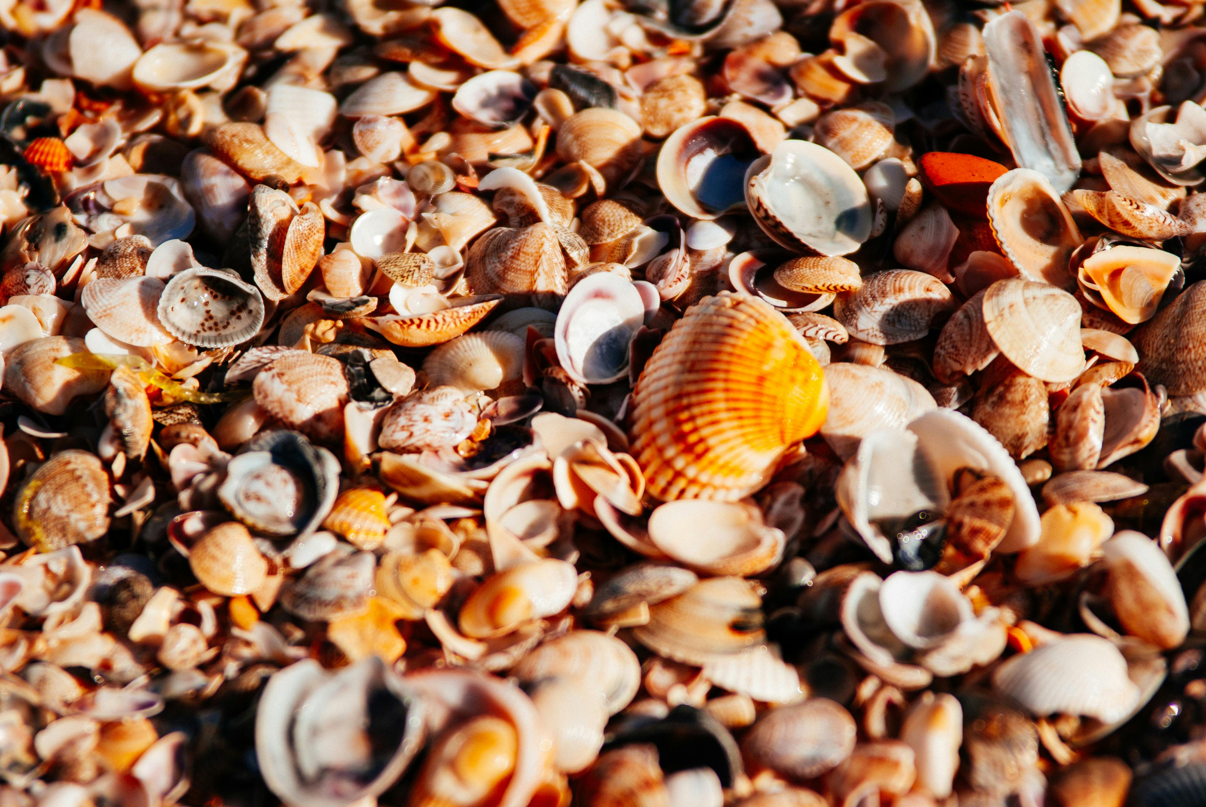 Kostenloses Foto zum Thema: meer, muschel, muscheln