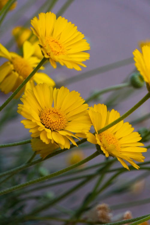 Immagine gratuita di calendula, calendula del deserto, fiori