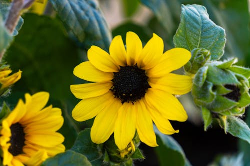 Immagine gratuita di fiore, fotografia, giallo