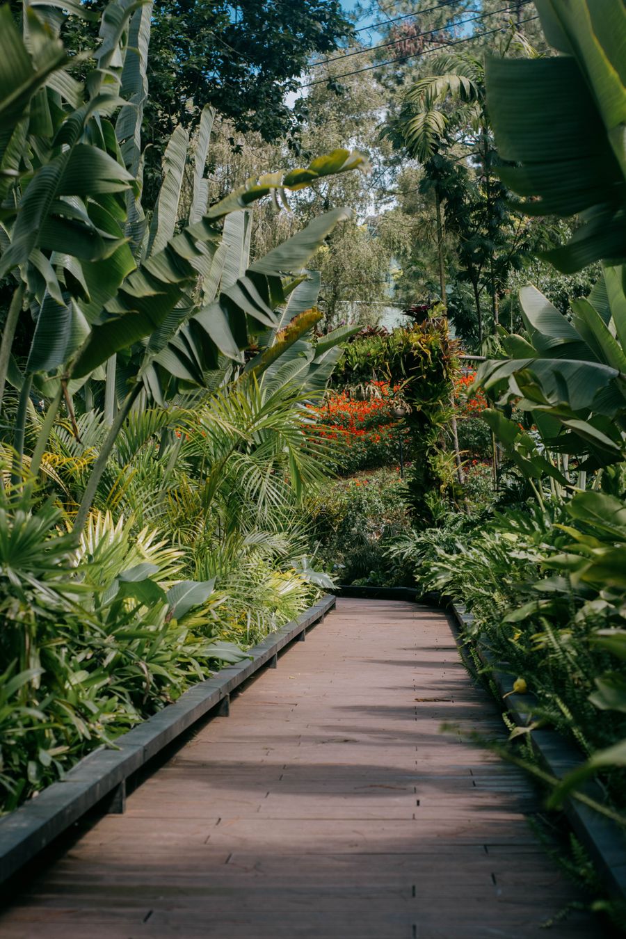 Timber walkway bordered by tall glasshouse foliage