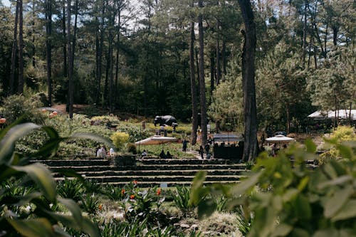 Kostnadsfri bild av blomsterträdgård, botanisk, botanisk trädgård