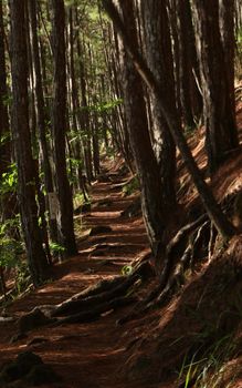 A peaceful forest trail with towering trees and scattered sunlight, perfect for hiking.