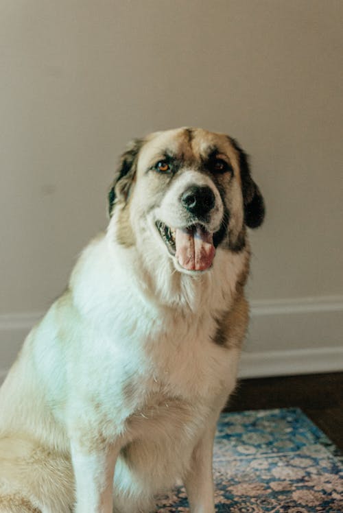 great pyrenees mountain dog