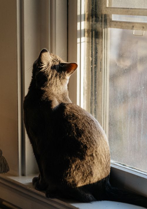 Free A grey cat gazes outside while sitting on a sunlit windowsill. Stock Photo
