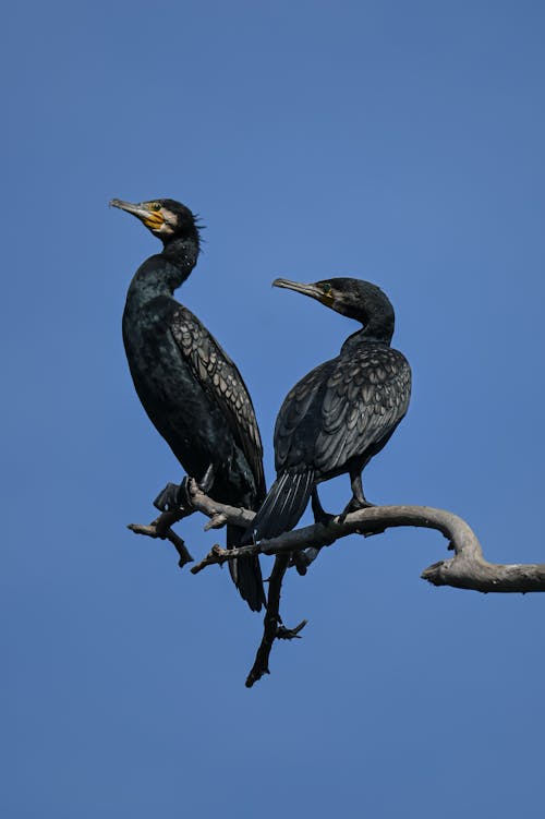 Bird Sitting In Tree, Manish Photography Bhopal