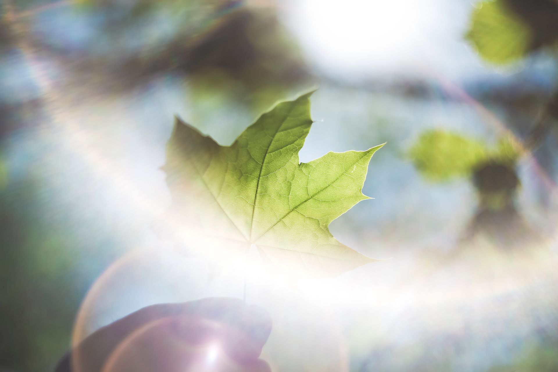 A maple leaf held up to bright sunlight, creating a captivating lens flare effect.
