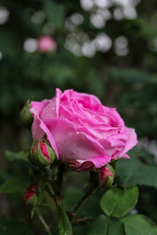 คลังภาพถ่ายฟรี ของ กุหลาบสวน, ดอกกุหลาบสีชมพู, อะโดบี