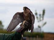 Brown Bird on Person's Hand