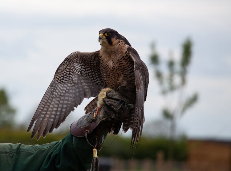 Brown Bird On Person's Hand