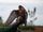 peregrine falcon