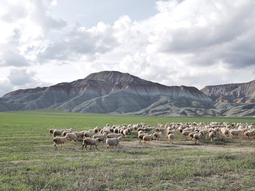 A herd of sheep in a grassy field