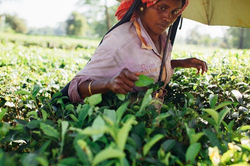 Woman Picking Tea Leaves