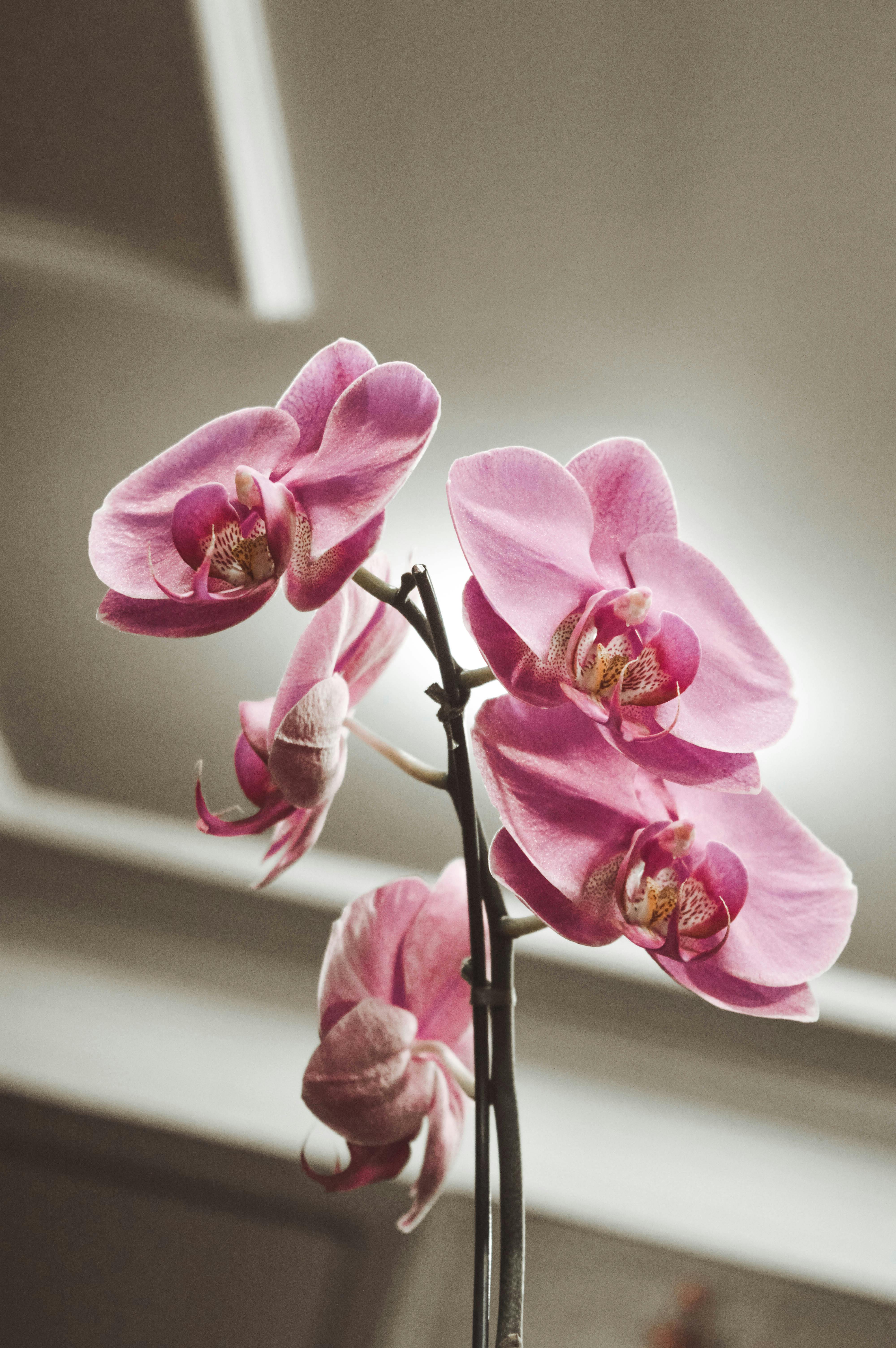 Free Stock Photo Of Flowers, Lilac Orchid, Orchid