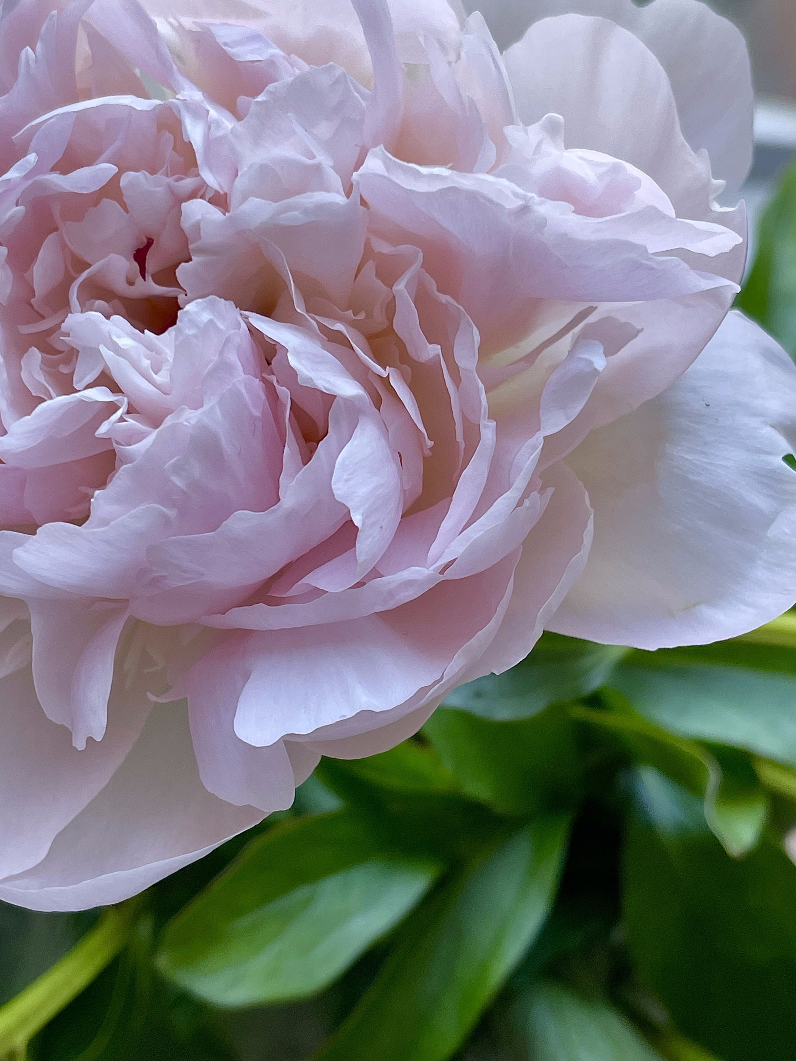 peony · Free Stock Photo