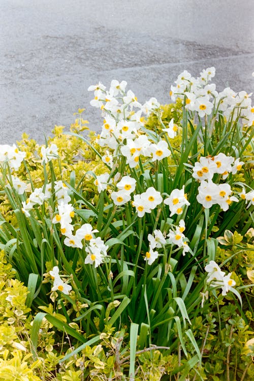 A white and yellow flower is growing in the grass