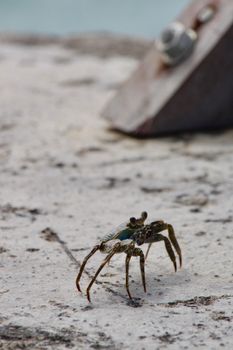 Detailed view of a crab navigating a rocky surface, showcasing its natural habitat.