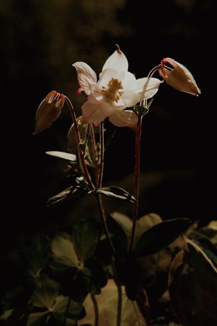 A detailed close-up of a flower illuminated against a dark background, showcasing its delicate petals.