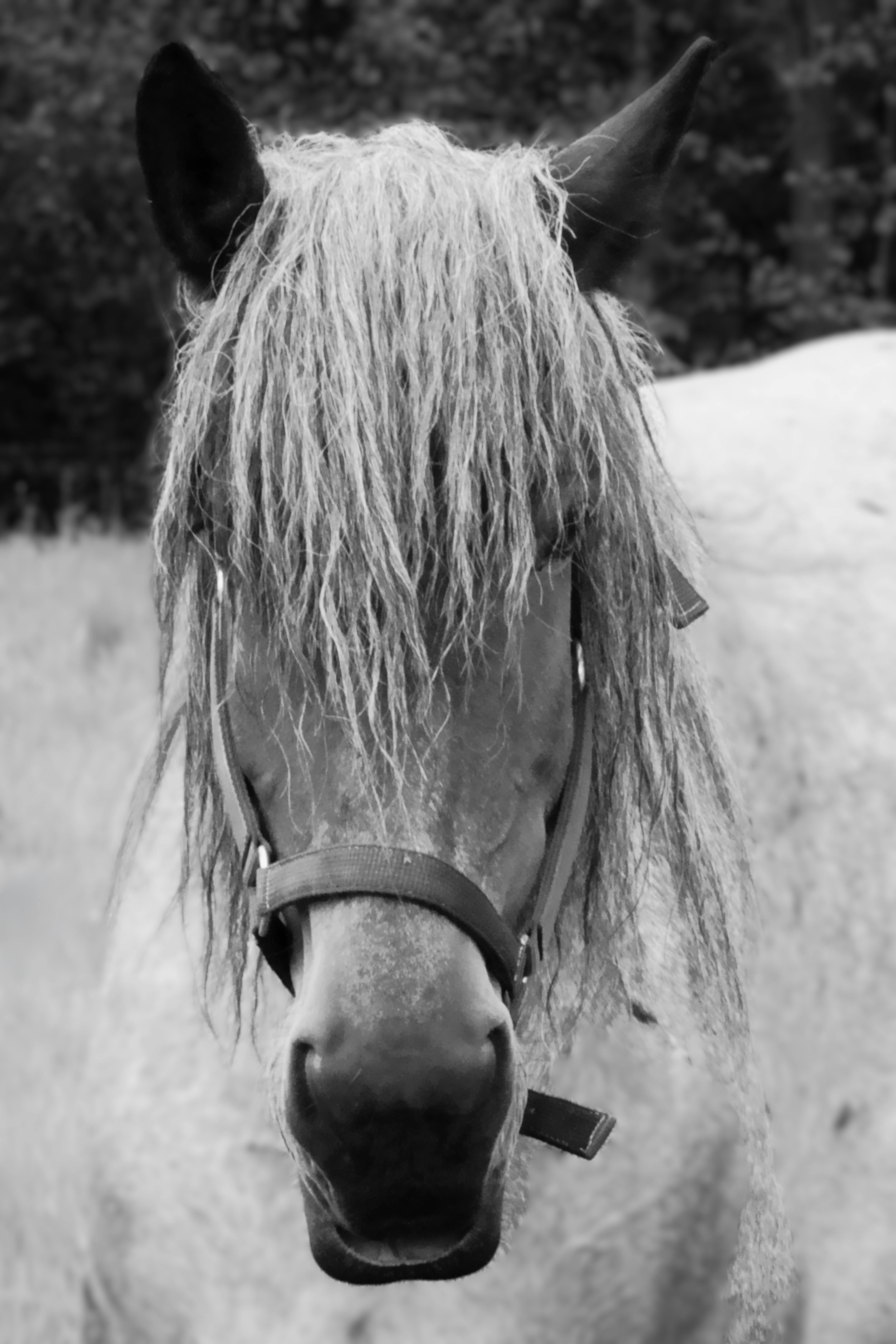 A striking black and white portrait of a horse with a long mane, showcasing its serene expression.