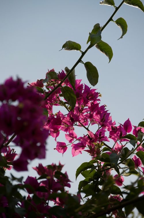 Free Vibrant pink bougainvillea flowers in close-up with leaves and branches against a blue sky. Stock Photo