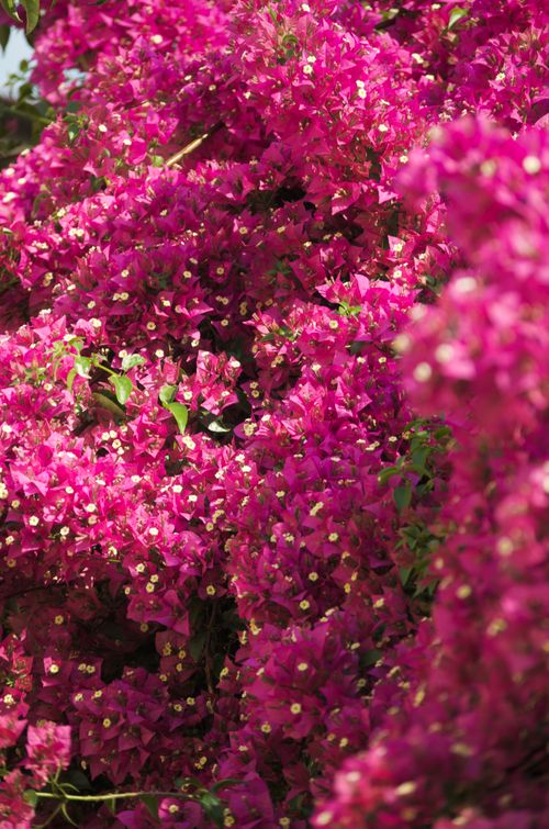 Free Dense pink bougainvillea display in İzmir, Türkiye, capturing spring's vivid floral abundance. Stock Photo