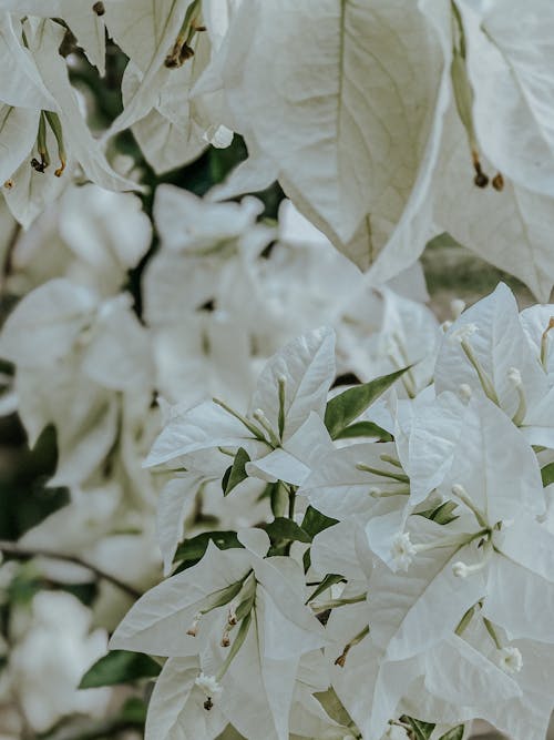 Kostnadsfri bild av blommig, bougainvillea, bougainvilleas