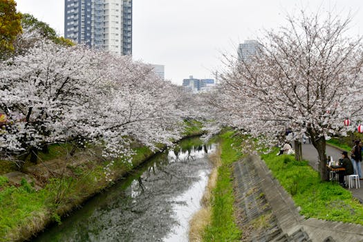 Beautiful cherry blossoms along a city riverbank during springtime.