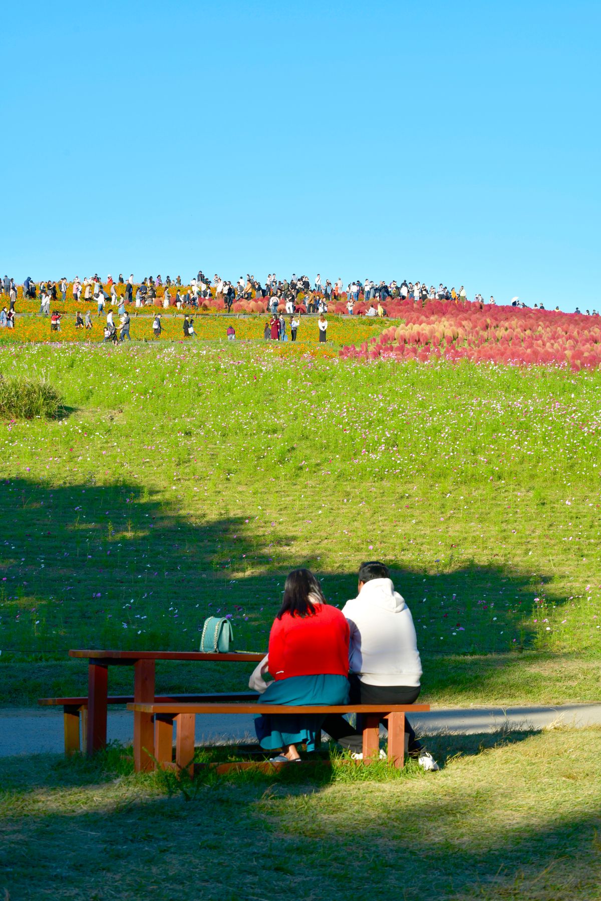Tourists strolling across the colourful Miharashi Hill at Hitachi Seaside Park — one of Japan's most photographed natural spectacles