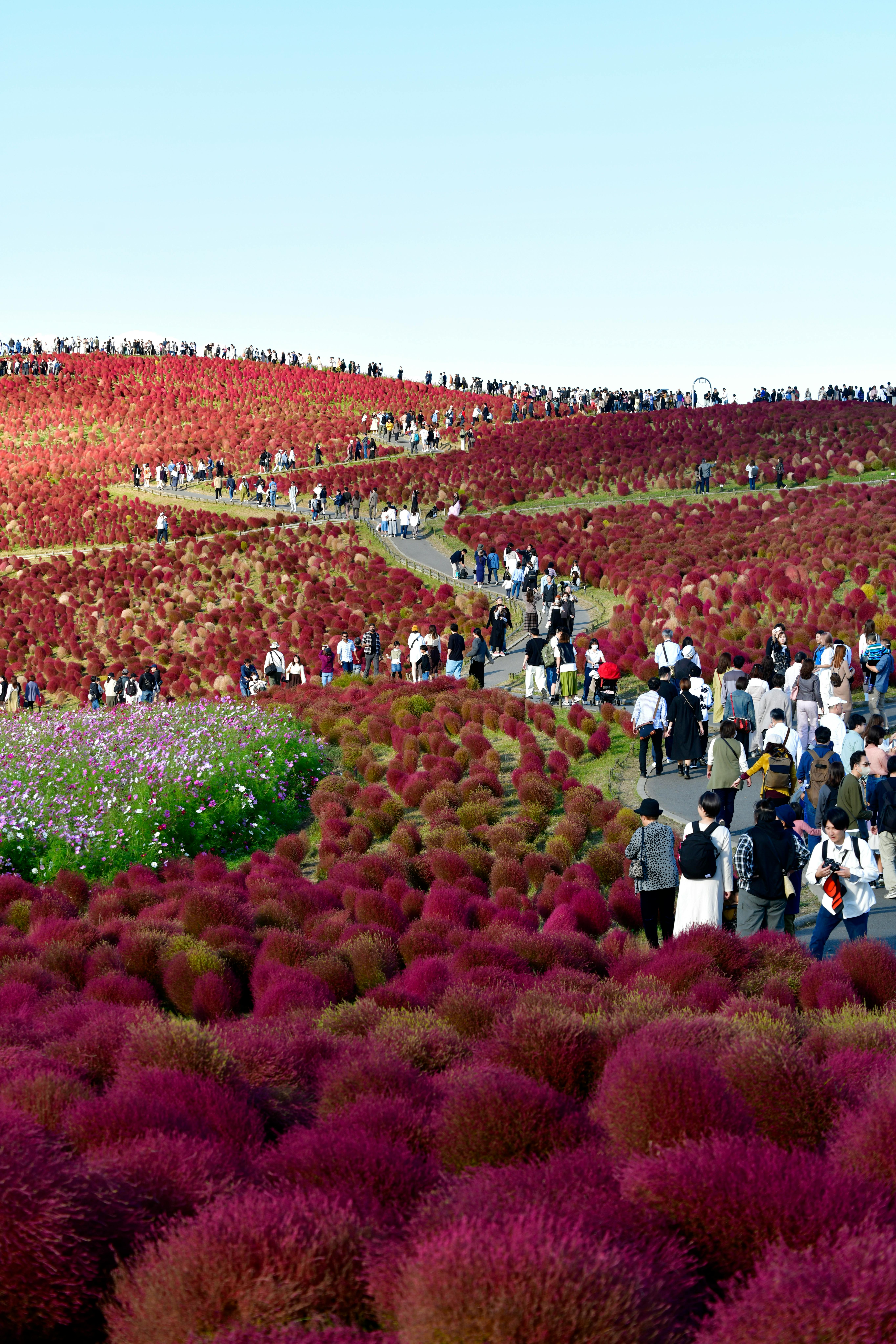 Tourists stroll through colorful fields of kochia at Hitachi Seaside Park, Japan.
