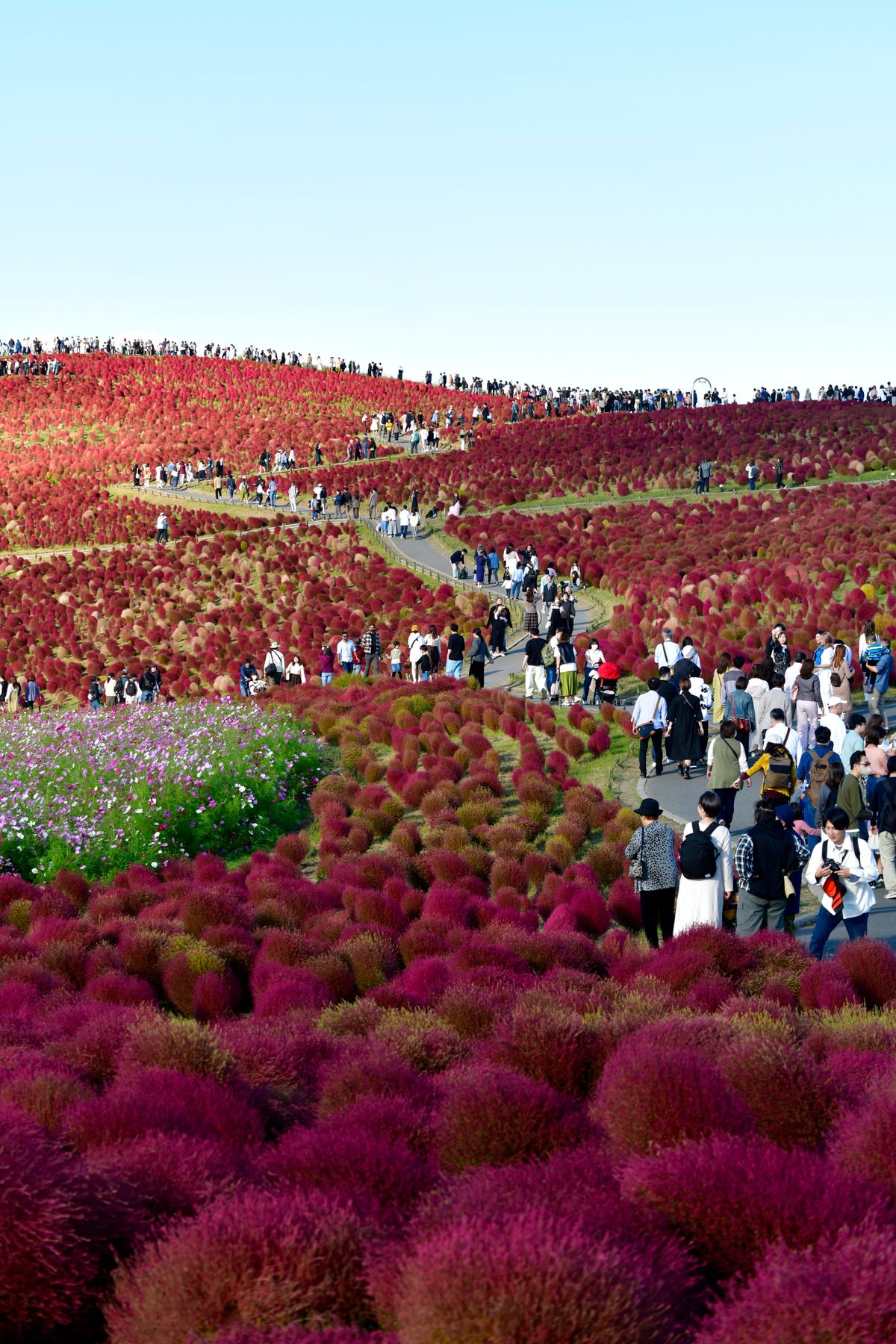 Crowds enjoying the colourful kochia hills in autumn at Hitachi Seaside Park, Ibaraki