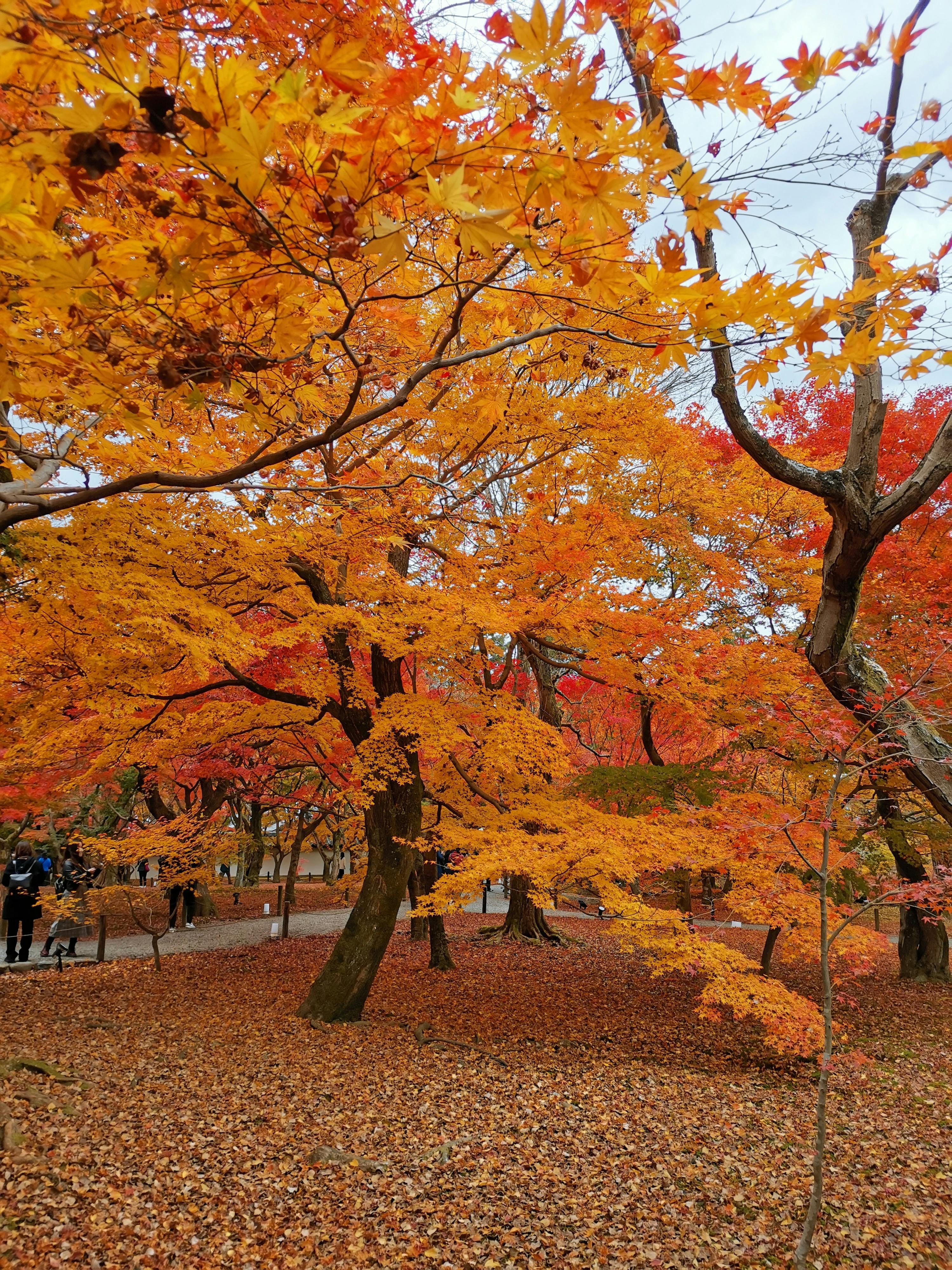 Vivid autumn leaves in a Kyoto park capture the essence of fall's vibrant beauty.