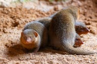 Common Dwarf Mongoose in Nature