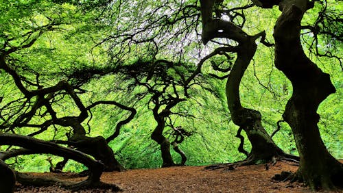 그림자, 나무, 녹색의 무료 스톡 사진