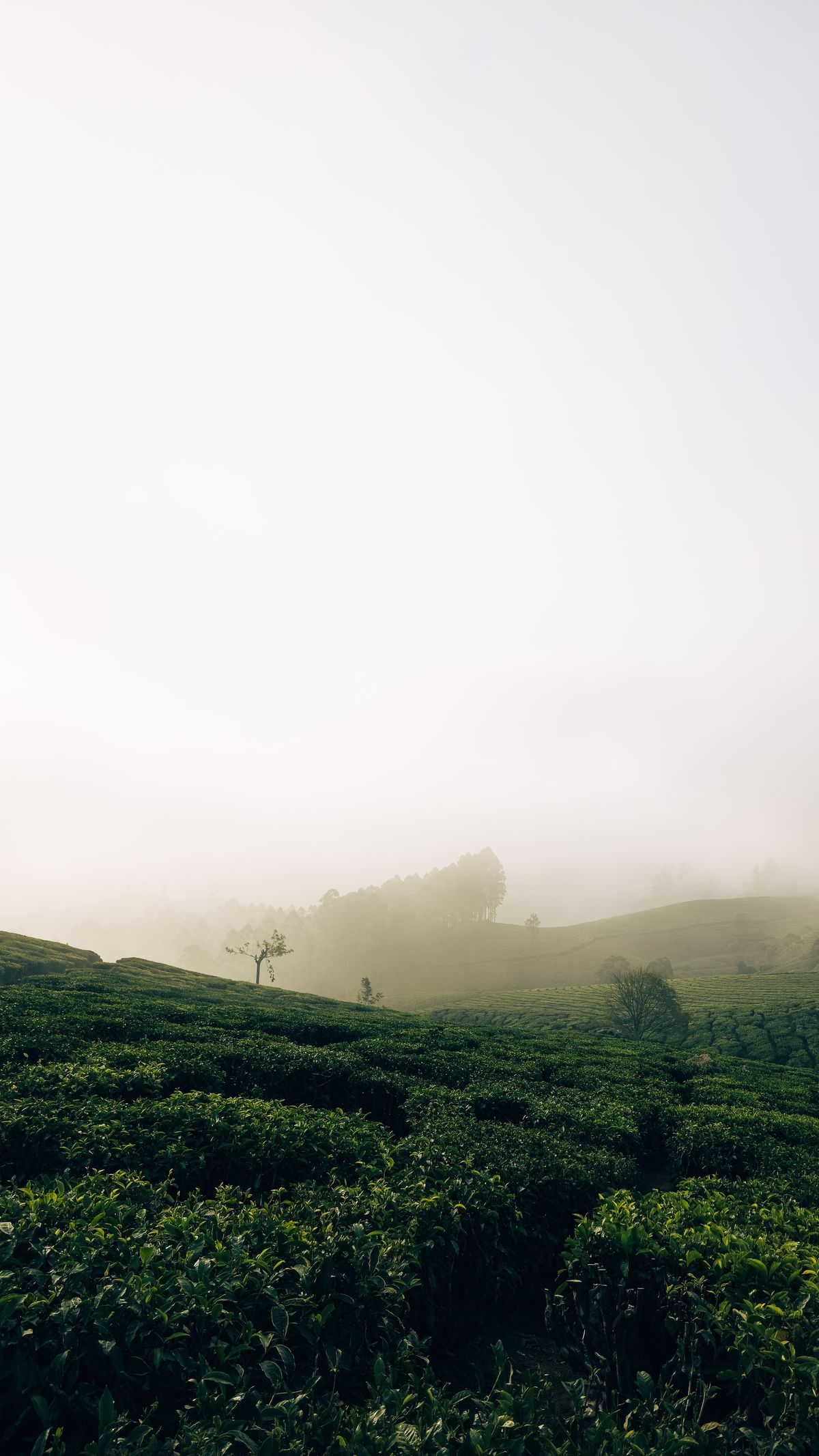 Tea plantation