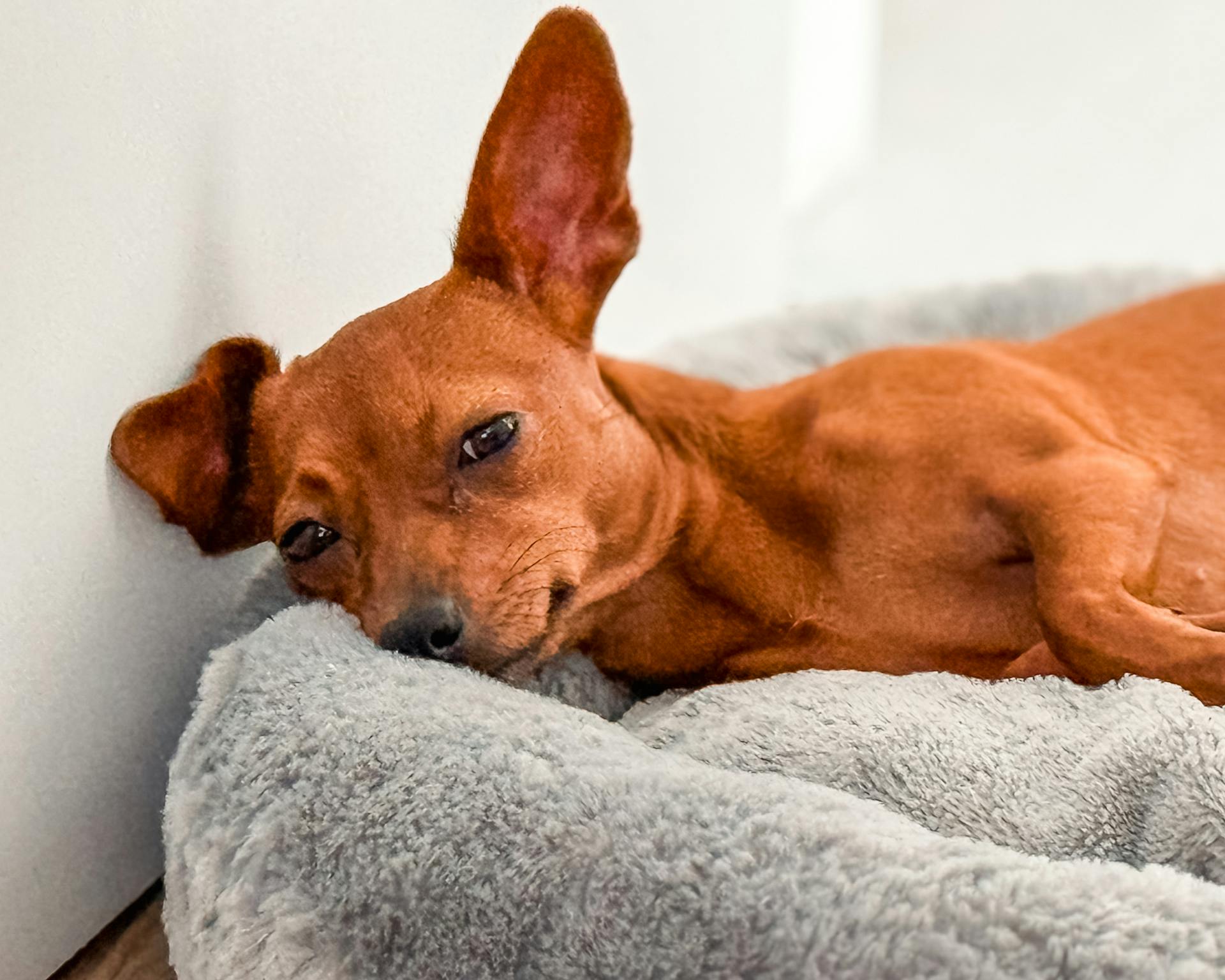 Puppy Lying Down