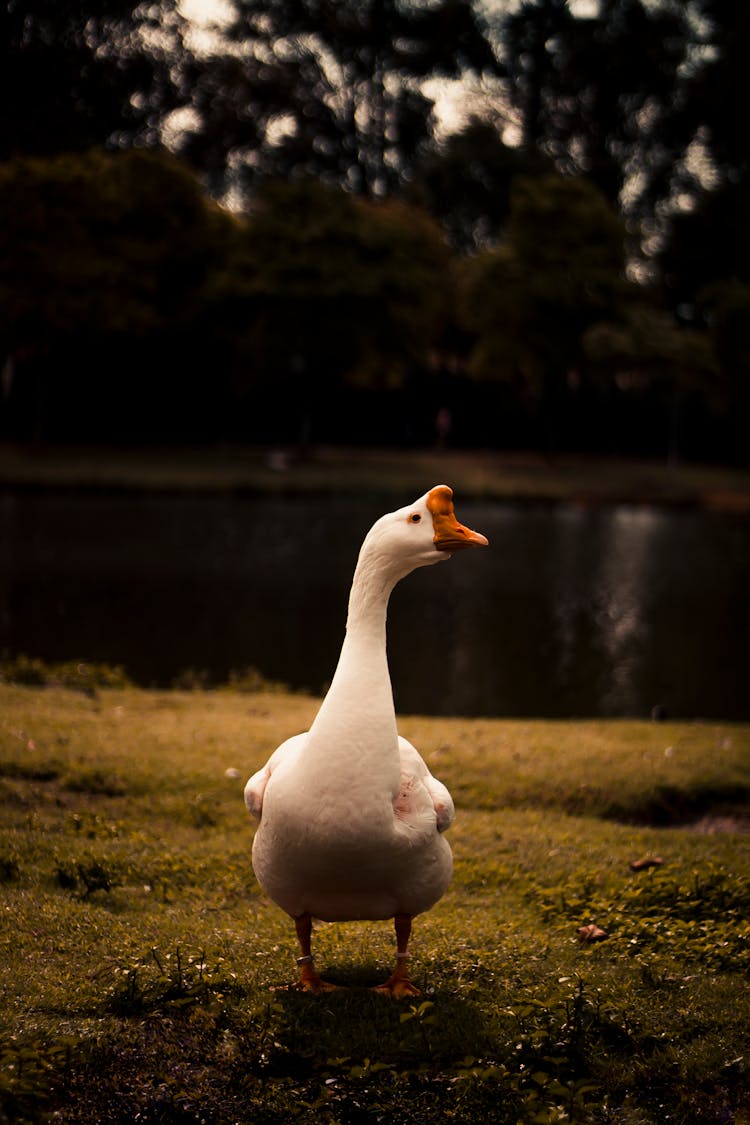 Photo Of White Goose