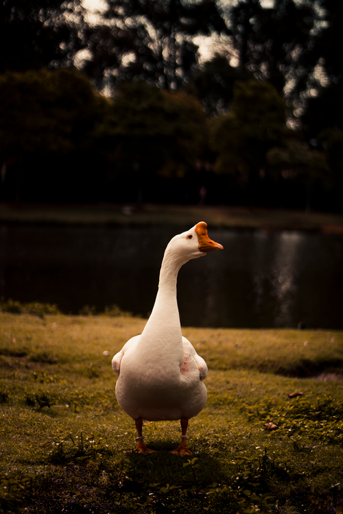 Free A serene goose stands gracefully by a pond in São Paulo, perfect for nature lovers. Stock Photo