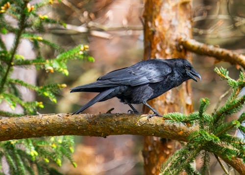 A black bird perched on a branch in the forest