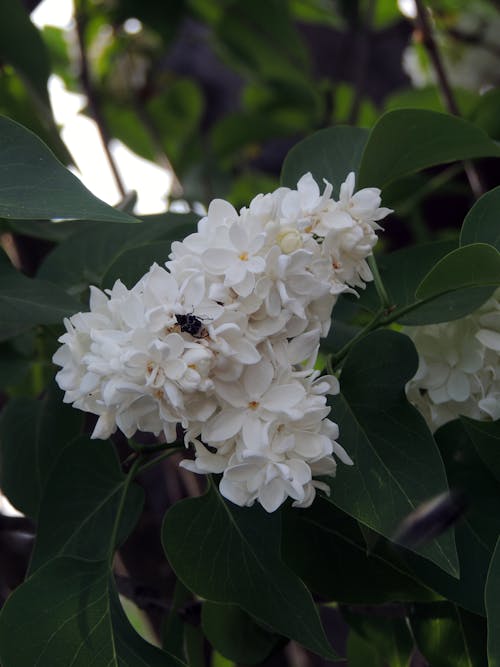 Gratis lagerfoto af 4k-baggrund, blomstrende, blomstrende blomst