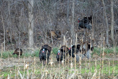 A group of turkeys walking through a field