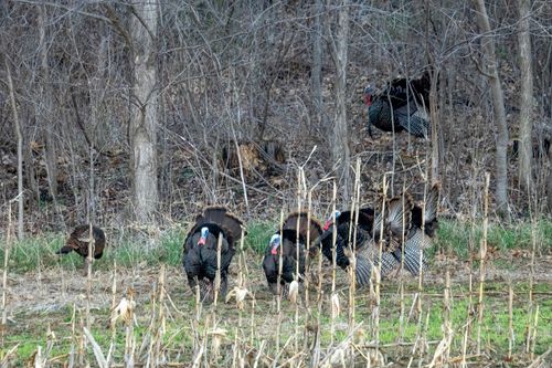 Free A group of wild turkeys roam a forest clearing in early spring in Pepin, Wisconsin. Stock Photo