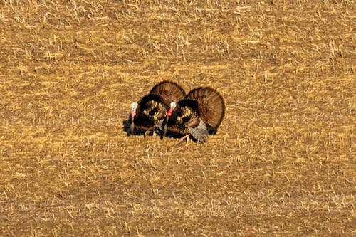 Two turkeys are in a field of dry grass