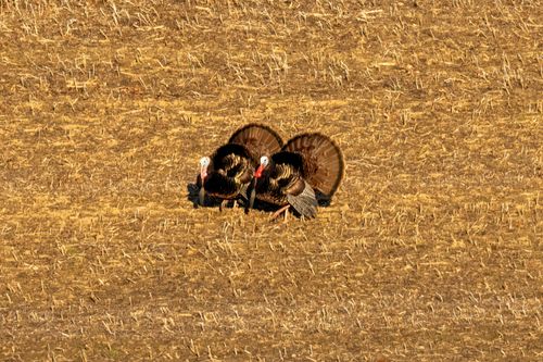 Free Two wild turkeys display vibrant plumage in a golden Wisconsin field during fall. Stock Photo