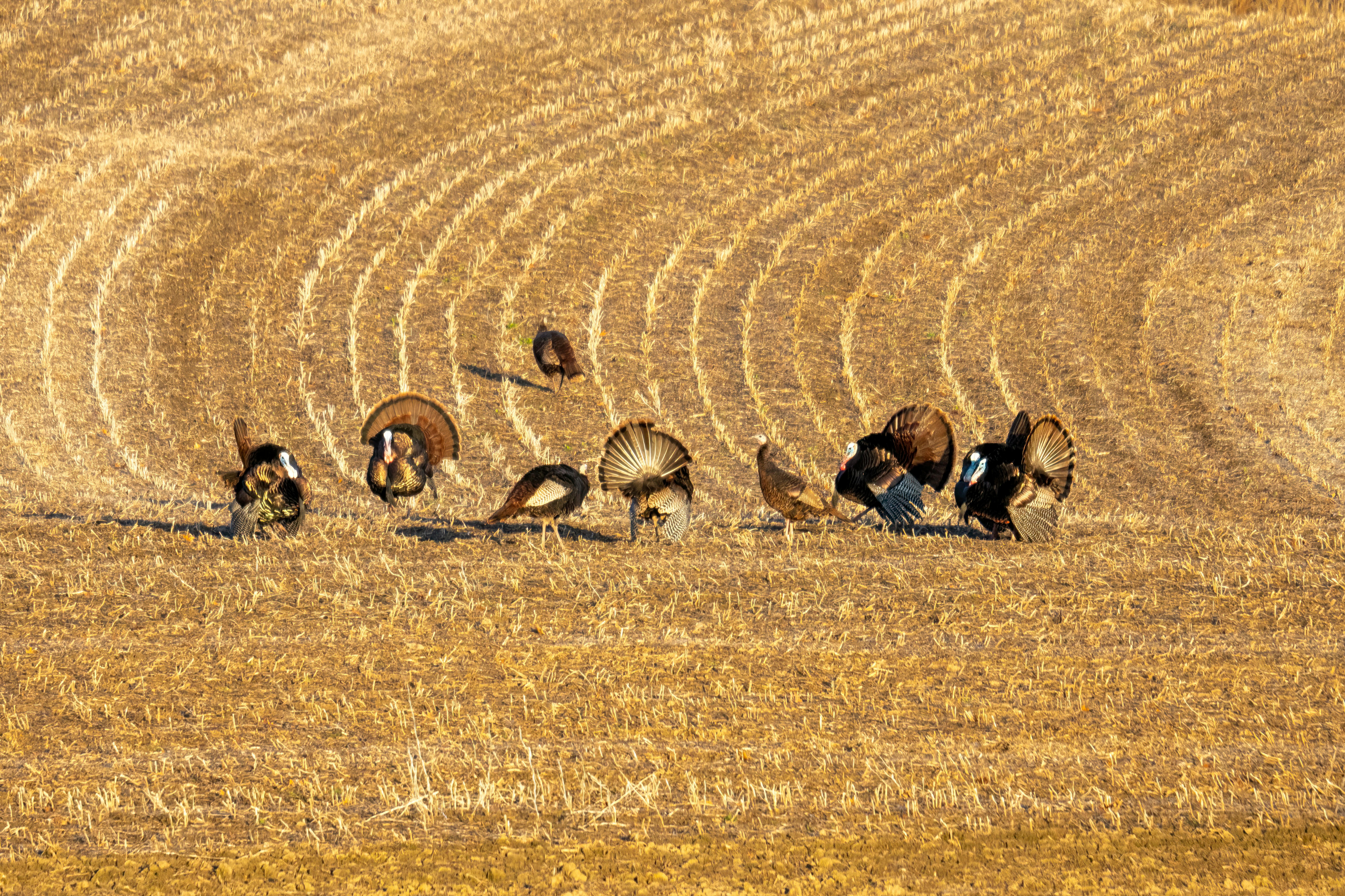 Wild turkeys roaming a sunlit, golden field in Ella, WI, showcasing nature's beauty.