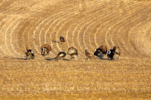 A herd of animals walking through a field