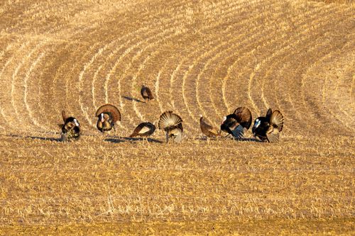 Free Wild turkeys roaming a sunlit, golden field in Ella, WI, showcasing nature's beauty. Stock Photo
