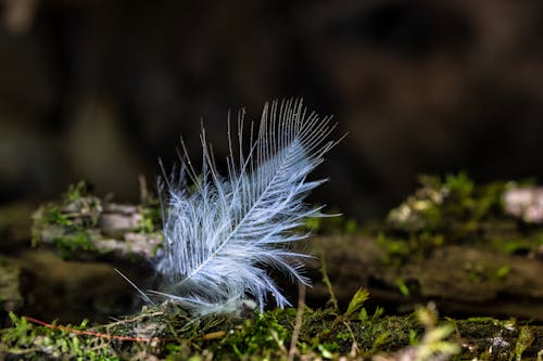 A feather laying on the ground in the woods