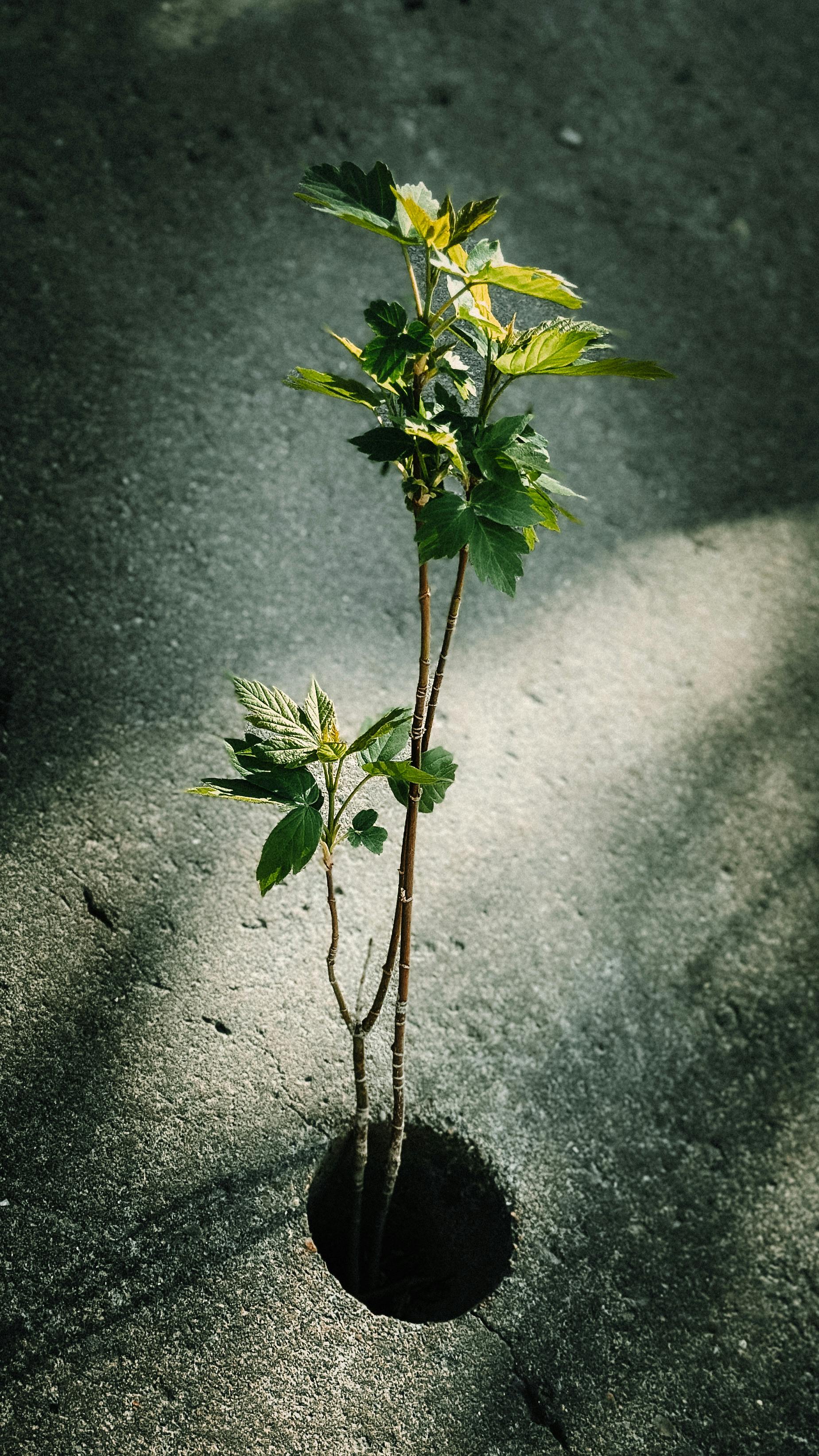 Breakthrough Experiential Growth